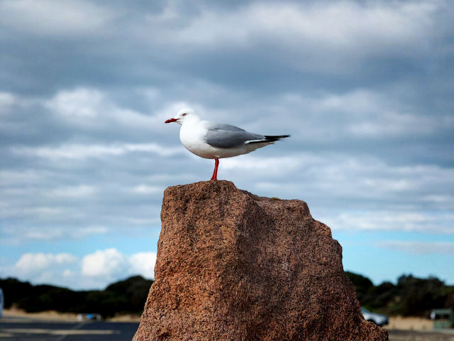 The Nobbies Viewpoint: Nature’s Grand Finale