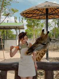 泰國曼谷必去景點🦒大城獅子動物園🐅🦓