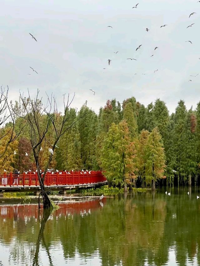 Haihong Wetland: A Harmonious Blend