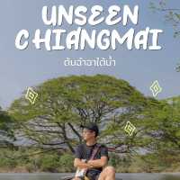 Unseen Chiang Mai 🌳✨ ต้นฉำฉาใต้น้ำ