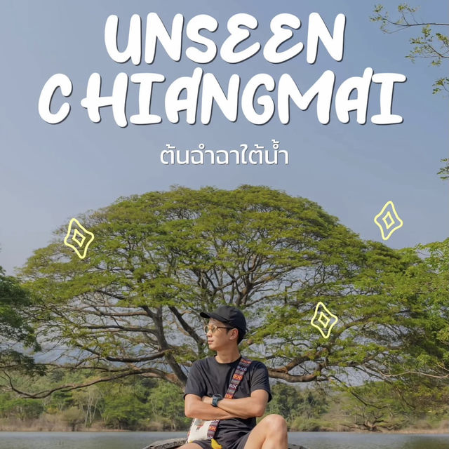 Unseen Chiang Mai 🌳✨ ต้นฉำฉาใต้น้ำ