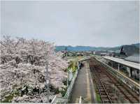 จุดชมซากุระ รอบๆเมือง Fukuoka