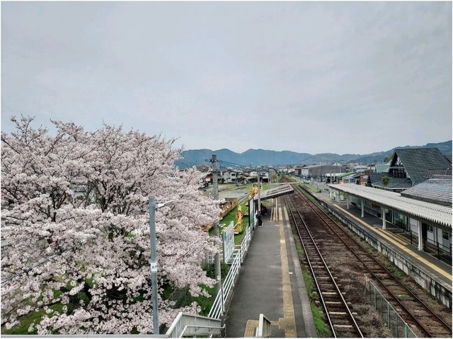 จุดชมซากุระ รอบๆเมือง Fukuoka