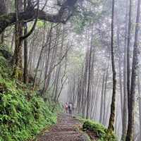 天母古道親山步道 | 清新綠野的悠然