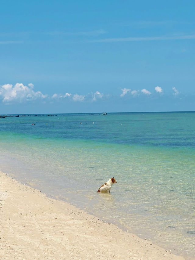 93 DONG BEACH