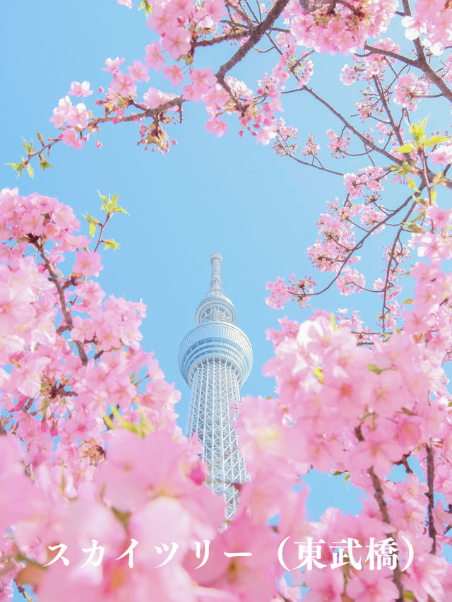 【東京】早咲きの桜3選