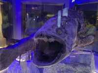 【静岡・沼津】沼津深海水族館🌊