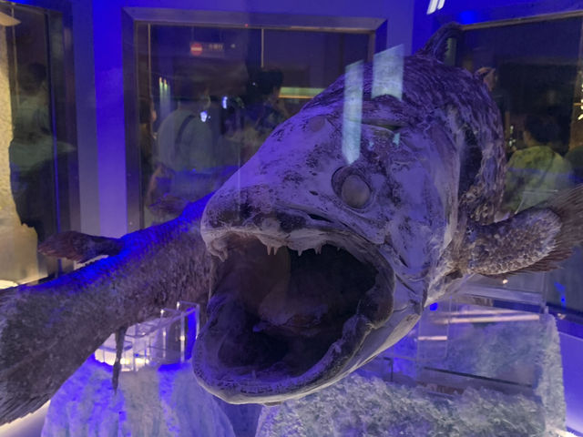 【静岡・沼津】沼津深海水族館🌊