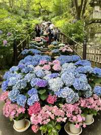 【奈良】花の御寺〜あじさい回廊〜