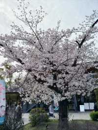 大阪 JO-TERRACE OSAKA 櫻花滿開 🌸✨