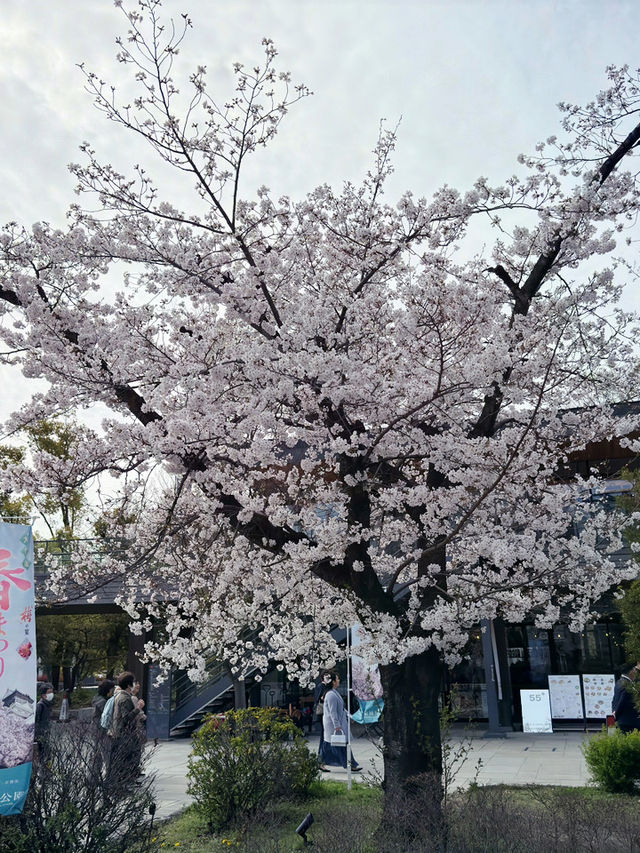 大阪 JO-TERRACE OSAKA 櫻花滿開 🌸✨