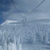 雪季雪國🇯🇵日本藏王限定樹冰
