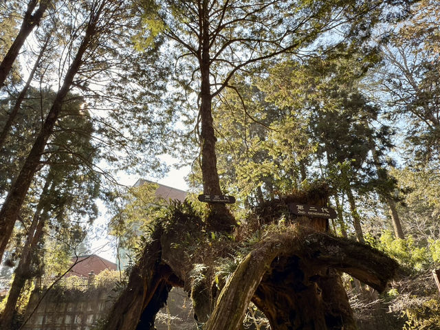 Alishan Adventure: A Journey Through Time and Nature 🏔️🤩