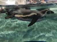 セブの水族館🤍【セブ・オーシャン・パーク】