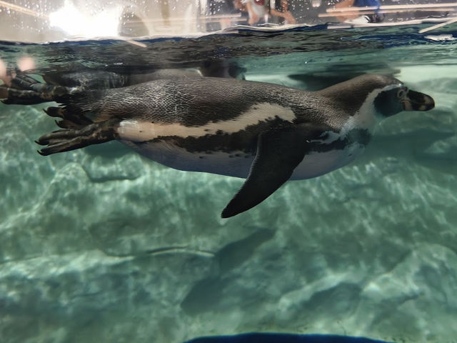 セブの水族館🤍【セブ・オーシャン・パーク】