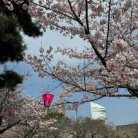 ～中村公園～櫻花下的浪漫～