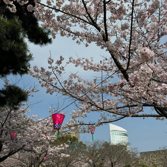 ～中村公園～櫻花下的浪漫～