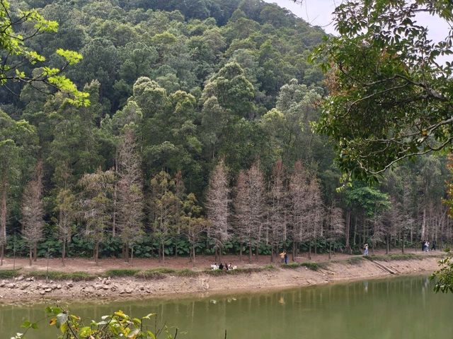 香港拍攝紅葉的好去處