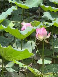 Lessons of Ecology at the Lions Nature Education Centre