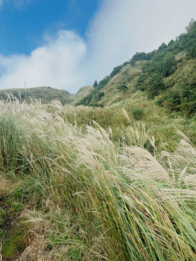冷水坑步道⛰️芒草季✨