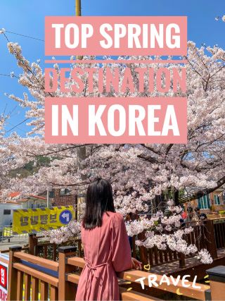 Top Spring Destinations in Korea🌸