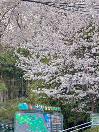 군산, 벚꽃보며 산책하기 좋은 곳
