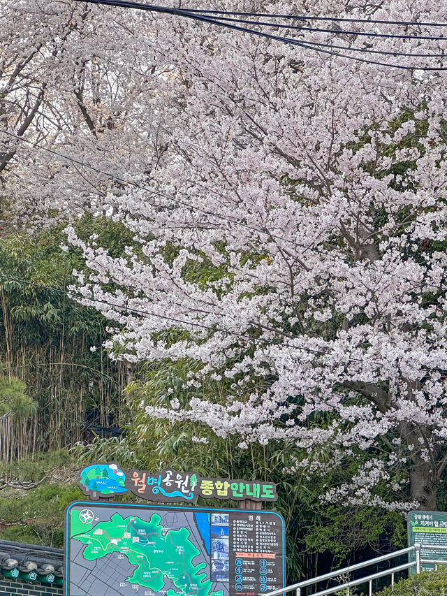 군산, 벚꽃보며 산책하기 좋은 곳