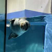 水族館好きな人は絶対に人生で1度は行くべき！色んな動物に出会える鳥羽水族館🥳💖