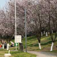 觀山湖公園•櫻花奇華
