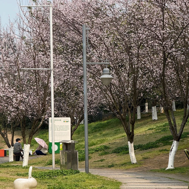觀山湖公園•櫻花奇華