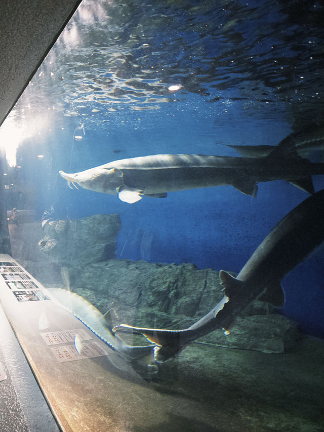 小樽除了運河還有水族館呀🩷