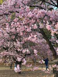 代代木公園的櫻花之美 🌸 
