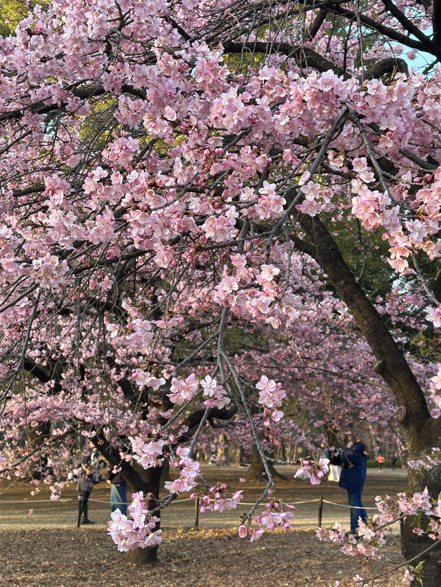代代木公園的櫻花之美 🌸 