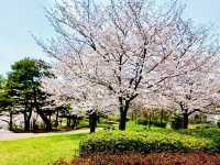 Spring Spectacle: Hiking through Flower Expo Memorial Park Tsurumi Ryokuchi