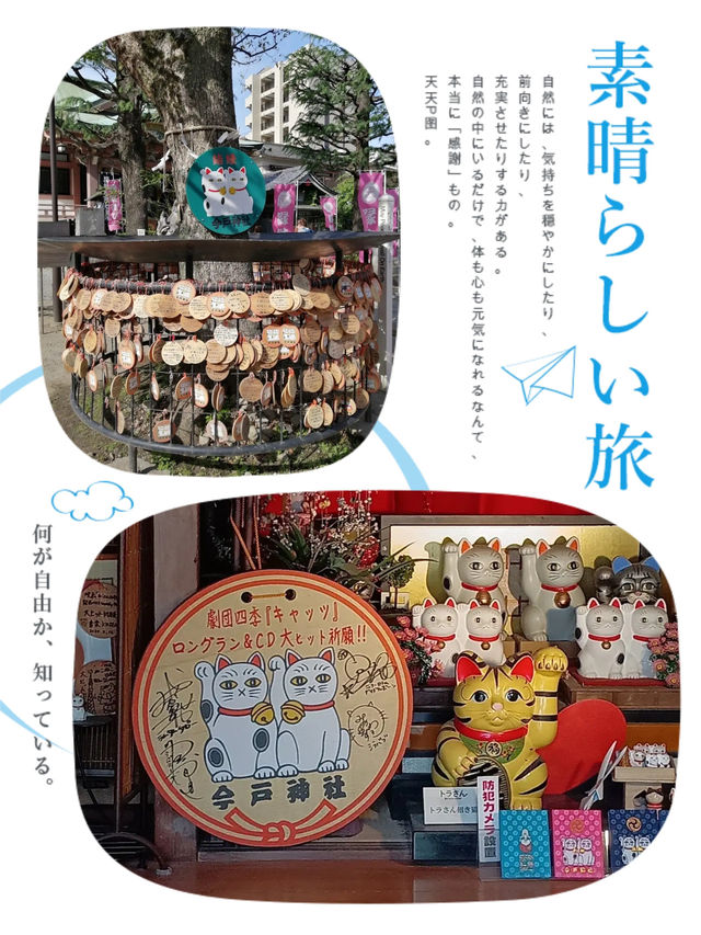 淺草區尋找貓嘅蹤影🐱