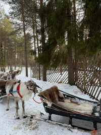 A visit to the Magical Reindeer Encounter in Lapland