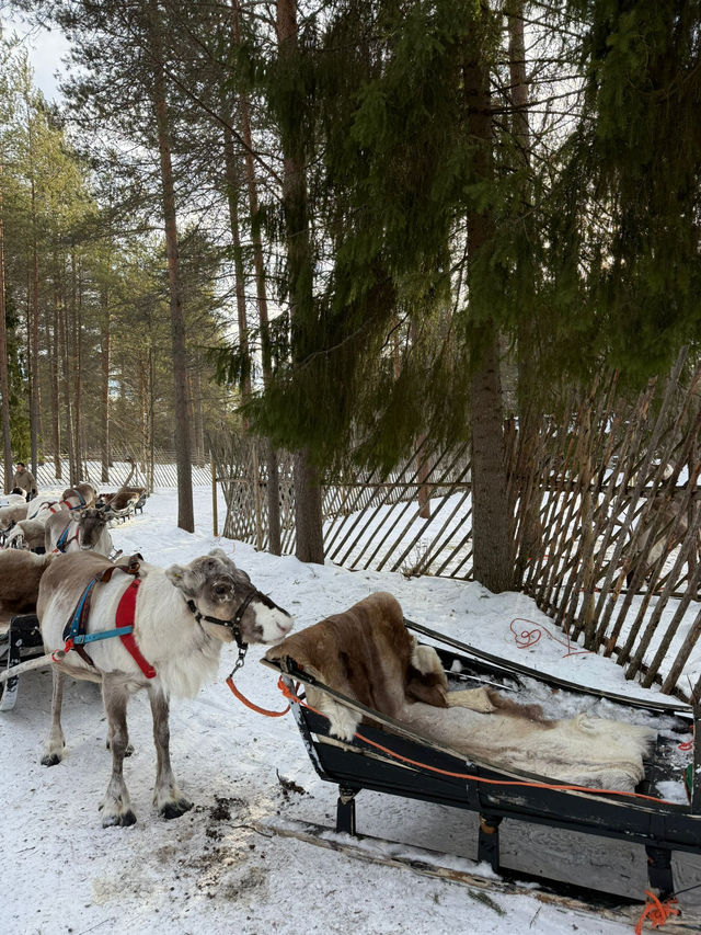 A visit to the Magical Reindeer Encounter in Lapland