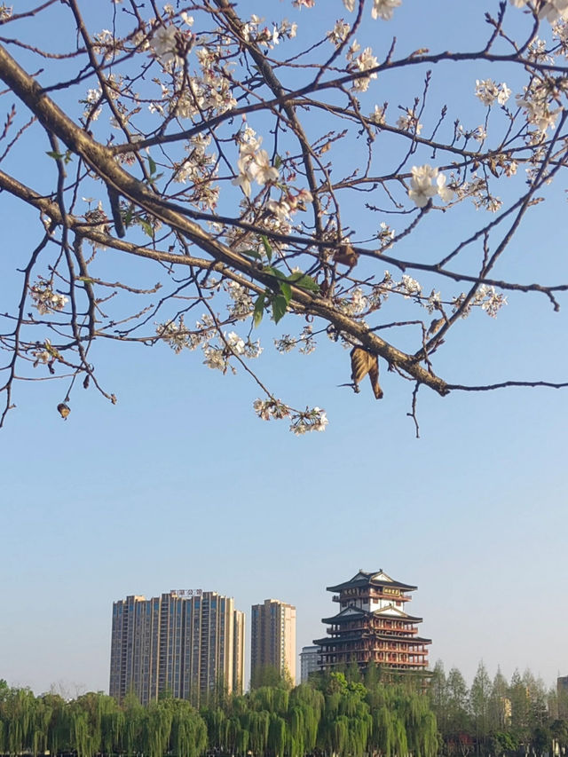 Trip to Tianmen, China 🌸 