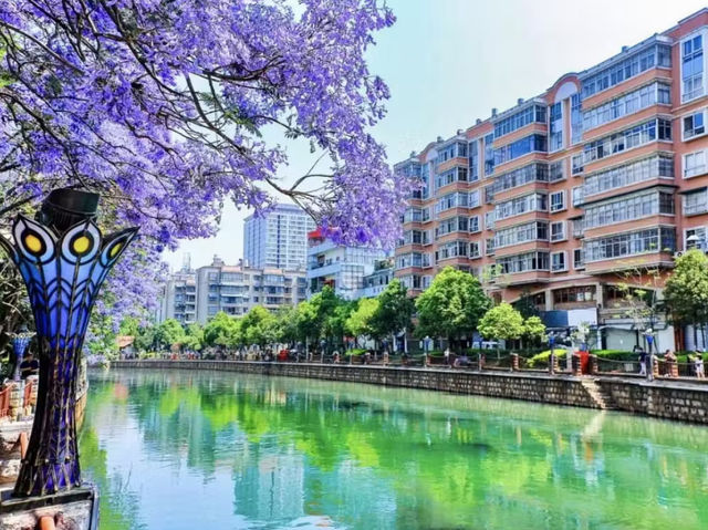 Blooming Beauty - Haigeng Park Kunming in Spring