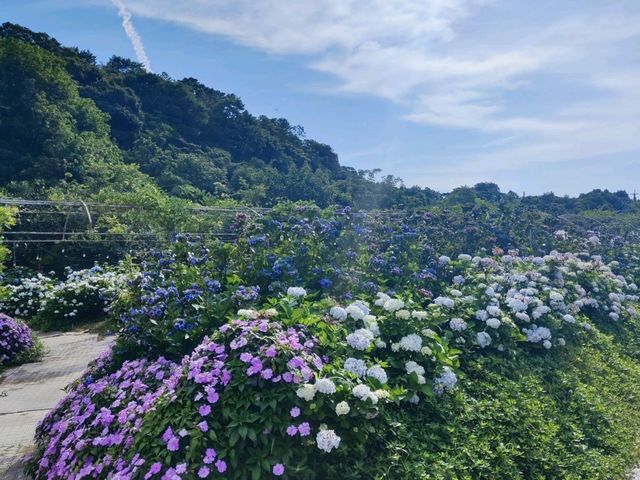 萬里高家繡球花田