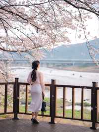 🌸벚꽃시즌🌸하동 벚꽃놀이 코스이대로💗