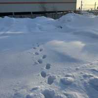 7 Days in Sapporo