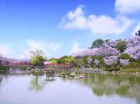 Chasing Sakura at Katsumori Park, Iizuka City, Fukuoka