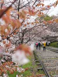 【京都×春旅】桜の季節 映える人気スポット