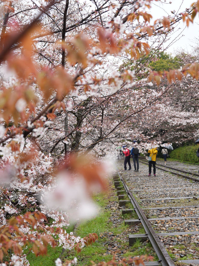 【京都×春旅】桜の季節 映える人気スポット