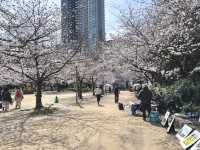 【大阪府】2025桜開花🌸　大阪桜スポット