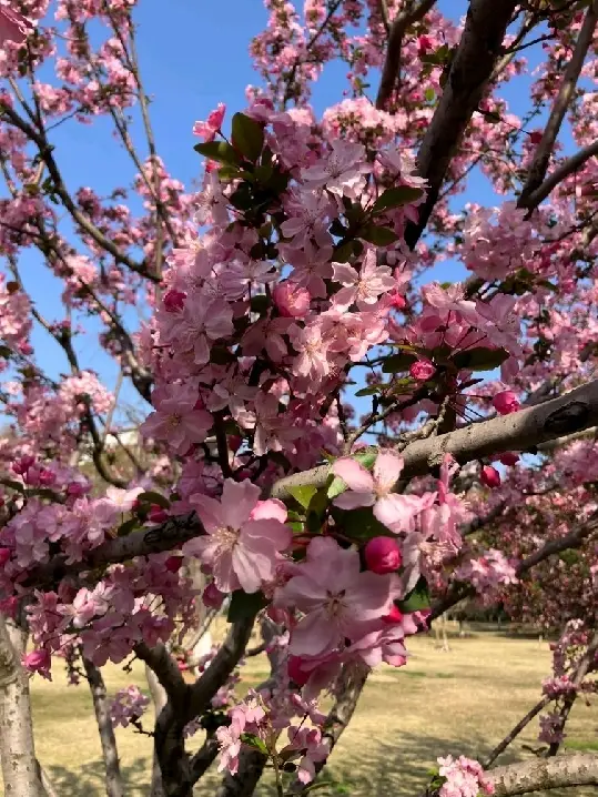 เที่ยวชมดอกซากุระที่จัตุรัสซู่อี้ในอู่ฮั่น