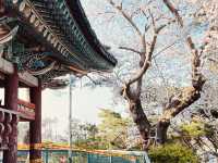 A Scenic Spring Walk in Gyeongpodae pavilion