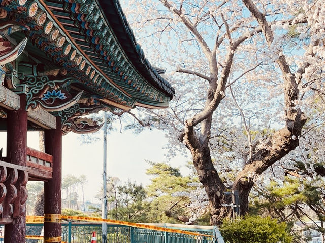 A Scenic Spring Walk in Gyeongpodae pavilion
