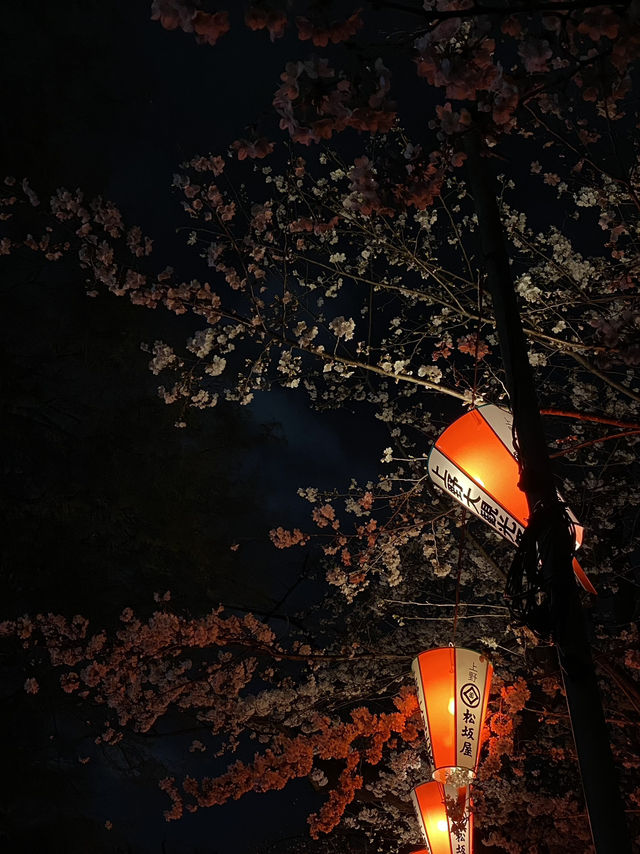 Ueno Park: Tokyo's Ultimate Cherry Blossom Dream